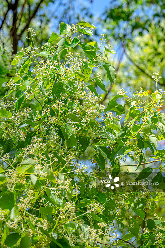 四月的春天 樟树开花 香樟树开出黄绿色小花朵 春意盎然人间四月天 上海浦东世纪公园植物图鉴图片素材