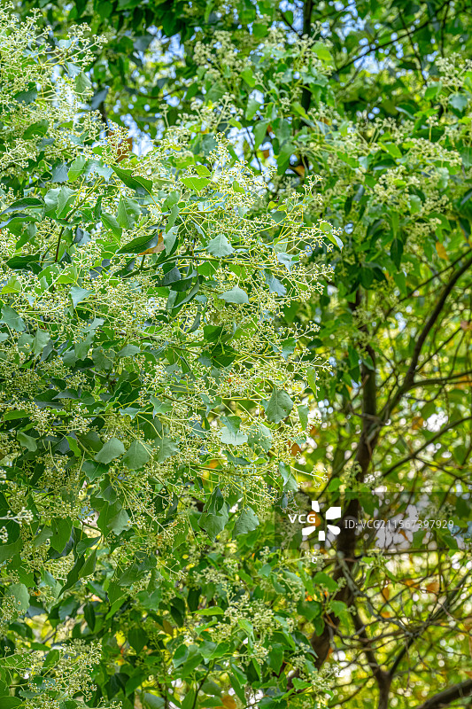 四月的春天 樟树开花 香樟树开出黄绿色小花朵 春意盎然人间四月天 上海浦东世纪公园植物图鉴图片素材