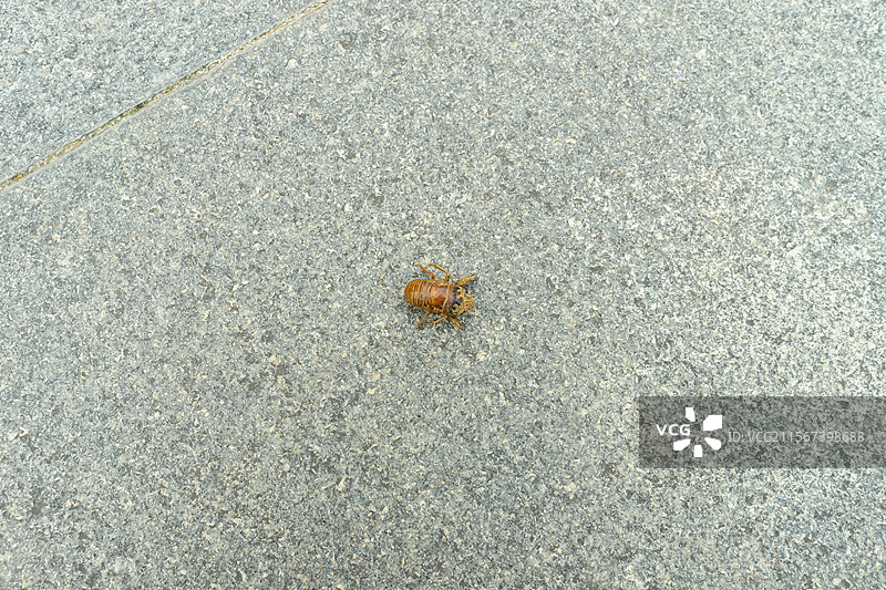 中国餐饮行业饮食产业，传统经典中国食品，美食拍摄主题，地上一只知了狗猴子，户外白昼无人图像图片素材