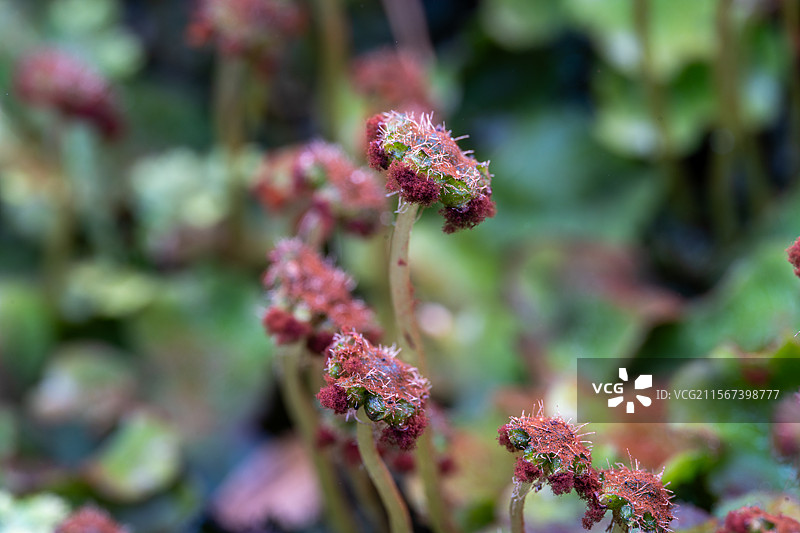 地钱孢蒴图片素材