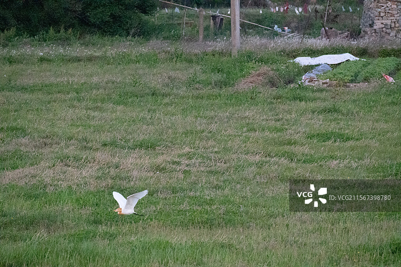 野生鸟类大景户外图片素材