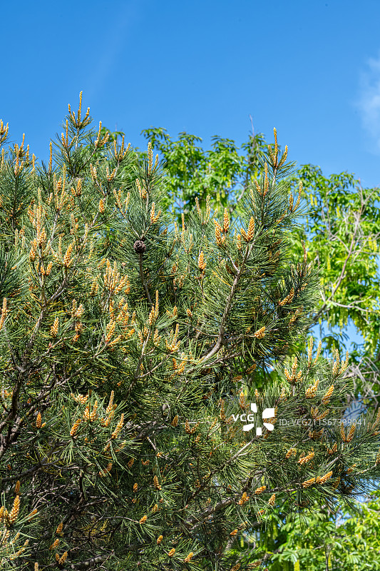 松树的雄球花与翠绿色的松针 四月春天的松树特写 白皮松 上海浦东世纪公园植物图鉴图片素材