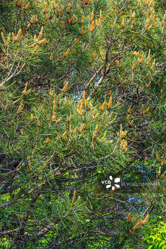 松树的雄球花与翠绿色的松针 四月春天的松树特写 白皮松 上海浦东世纪公园植物图鉴图片素材