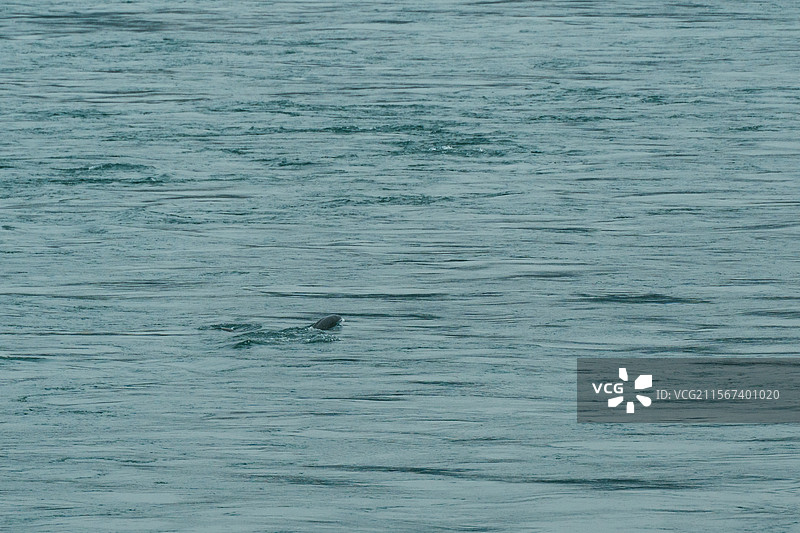 长江江豚图片素材