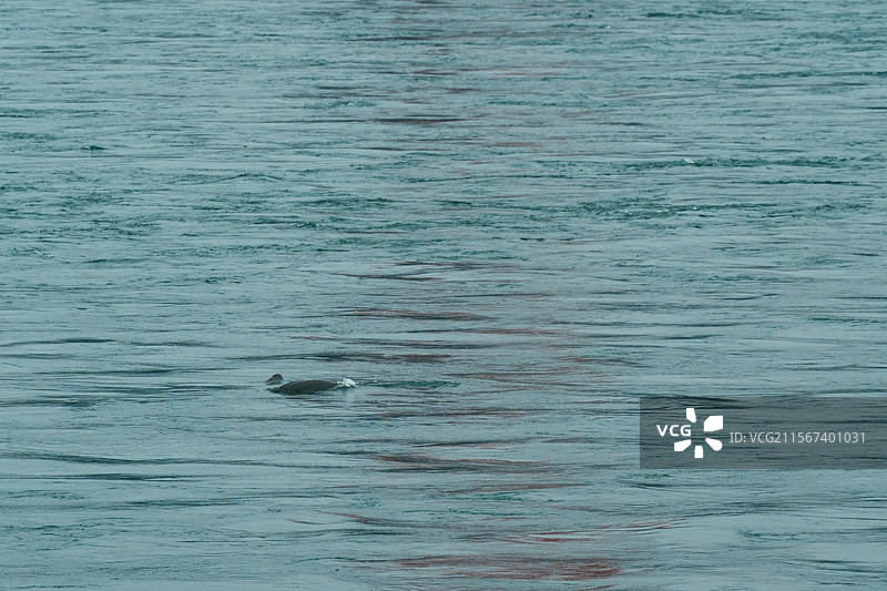 长江江豚图片素材