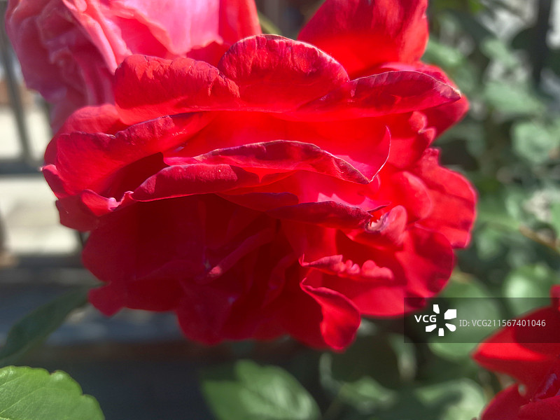 争奇斗艳百花艳，色彩斑斓醉心房蜂蝶采蜜钻花蕊，空气清新环境靓花园深处戏拍赏，鸟语欢歌喜鹊唱图片素材