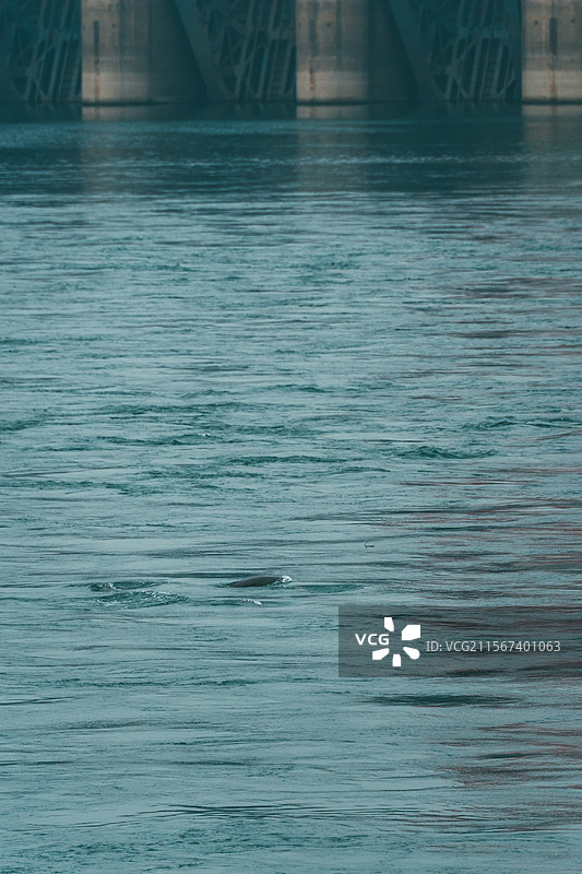 长江江豚图片素材