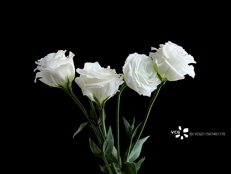 黑色背景上的一束白色鲜花特写的白底图图片素材