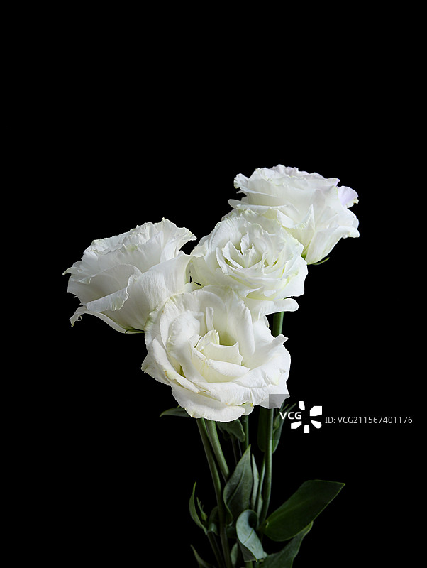 黑色背景上的一束白色鲜花特写的白底图图片素材