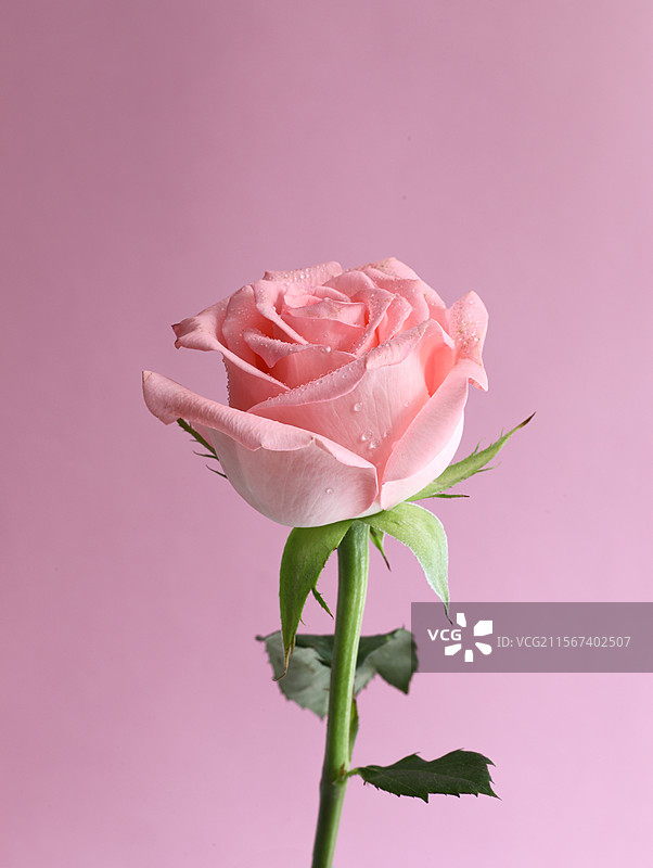 粉色背景上的一朵情人节浪漫粉色玫瑰花图片素材