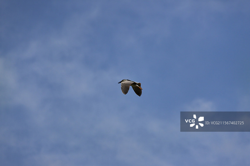 蓝天下飞翔的鸟图片素材