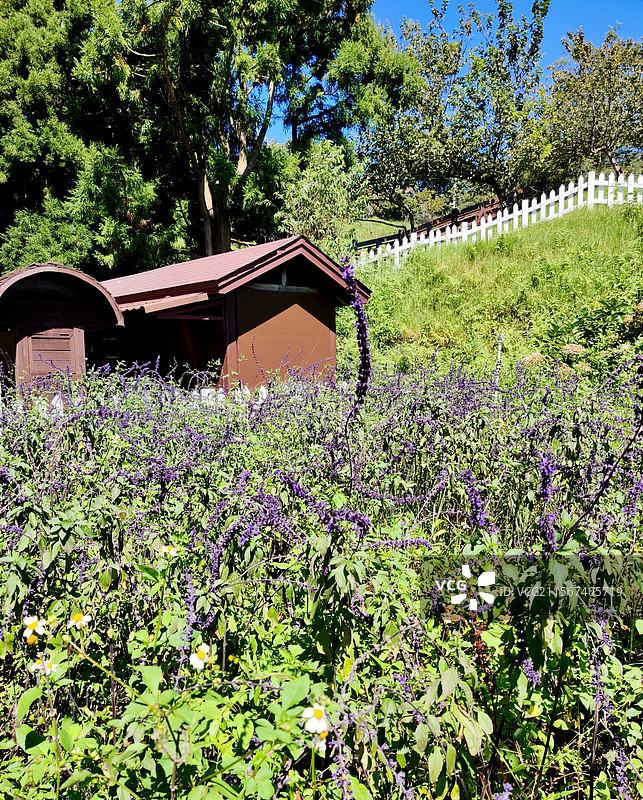 清境农场-宝岛台湾的一抹小清新图片素材