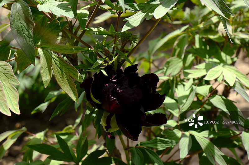 洛阳中国国花园牡丹图片素材