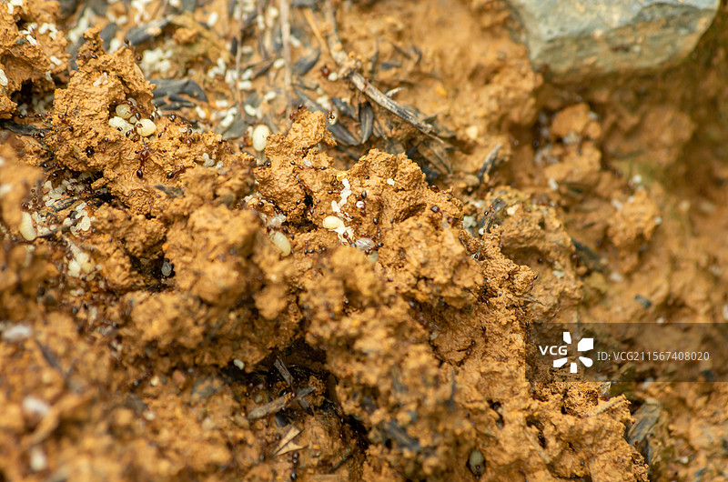 红火蚁和红火蚁巢穴图片素材