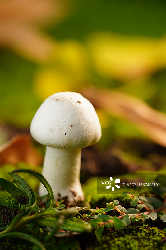 雨后草地上生长的野蘑菇图片素材