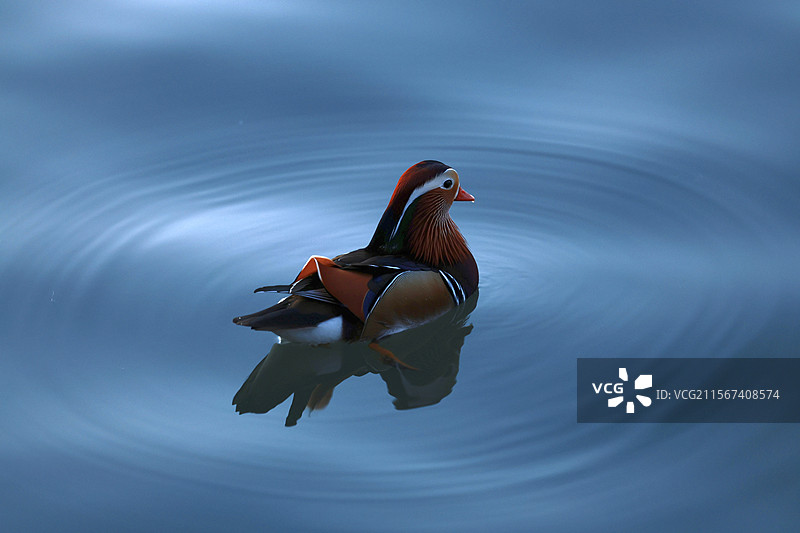 鸳鸯点水图片素材