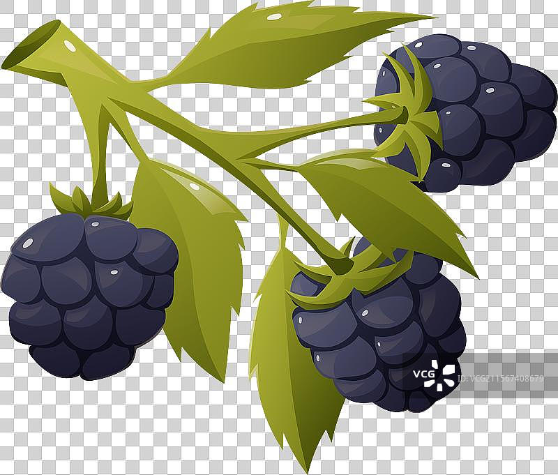 带有叶子的树枝和成熟的黑莓图片素材