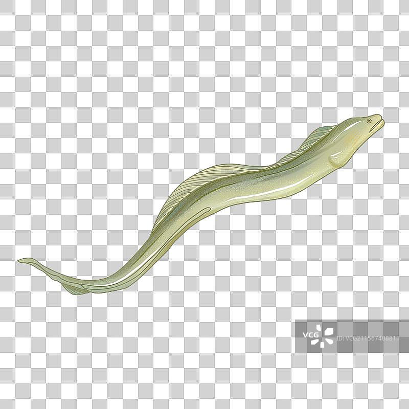 鳗鱼手绘插画图片素材