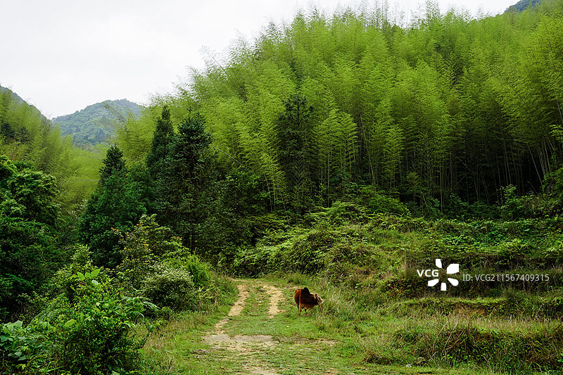 信宜合水鸡笼顶竹林风光图片素材