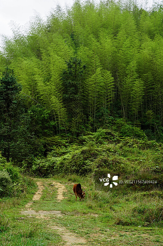 信宜合水鸡笼顶竹林风光图片素材