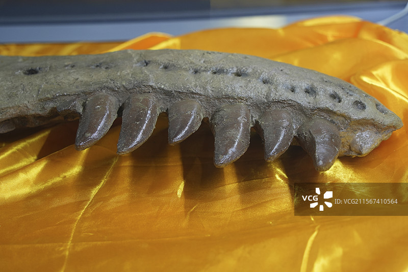 山东诸城市恐龙地质公园化石群恐龙头骨图片素材