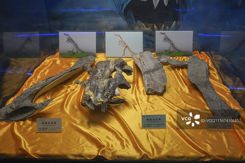 山东诸城市恐龙地质公园化石群恐龙鸭嘴龙脊椎图片素材