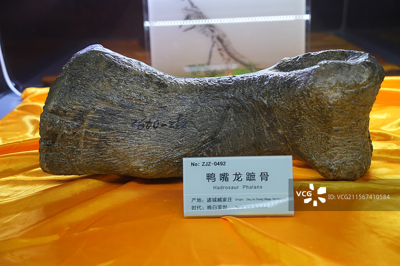 山东诸城市恐龙地质公园化石群恐龙骨头鸭嘴龙图片素材