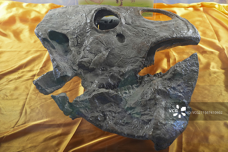 山东诸城市恐龙地质公园化石群恐龙纤甲龙头骨图片素材