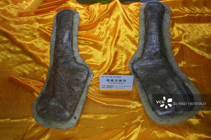 山东诸城市恐龙地质公园化石群恐龙鸭嘴龙化石图片素材