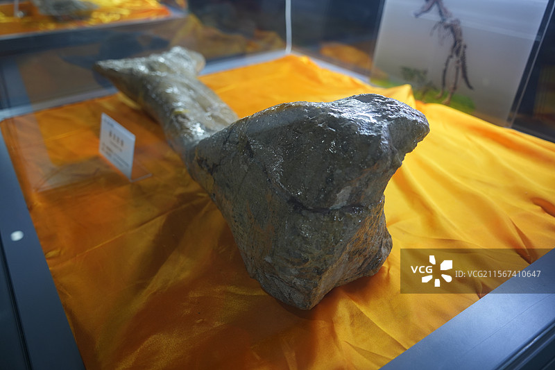 山东诸城市恐龙地质公园化石群恐龙暴龙化石图片素材