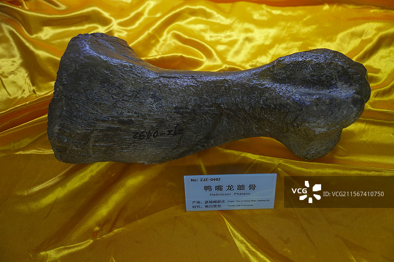 山东诸城市恐龙地质公园化石群恐龙鸭嘴龙图片素材