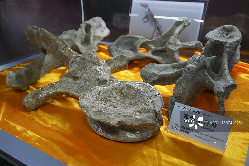 山东诸城市恐龙地质公园化石群恐龙鸭嘴龙脊椎图片素材