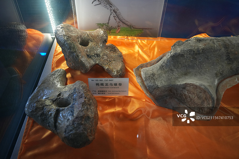 山东诸城市恐龙地质公园化石群恐龙鸭嘴龙乌峰骨图片素材