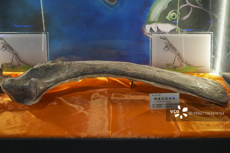 山东诸城市恐龙地质公园化石群恐龙纤甲龙头骨图片素材