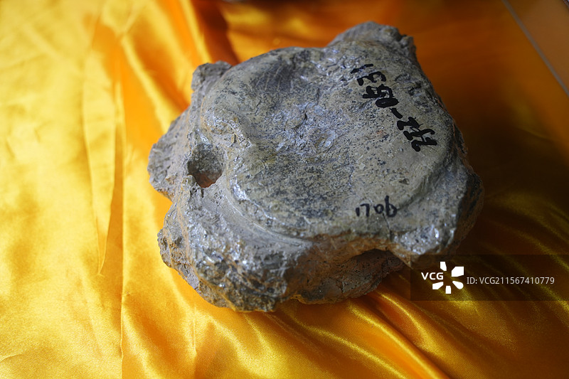 山东诸城市恐龙地质公园化石群恐龙暴龙化石图片素材