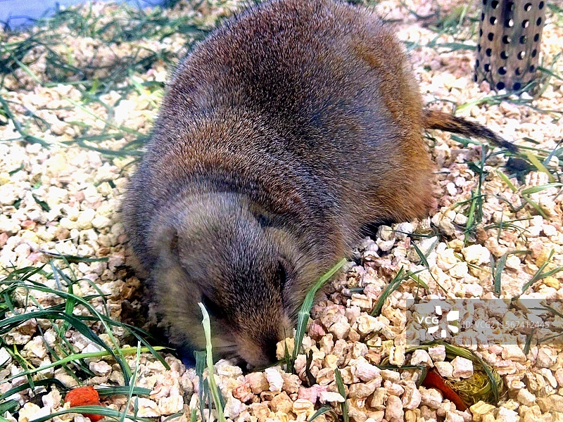动物、宠物、黑尾土拔鼠、黑尾草原鼠图片素材