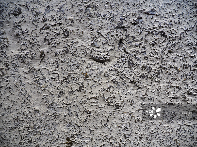 三叶虫化石（燕子虫）图片素材