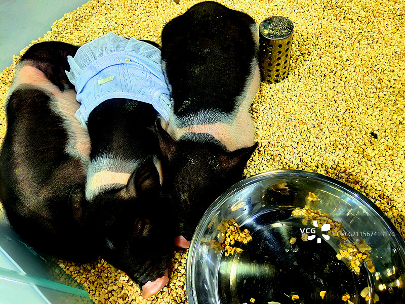 动物、宠物、小香猪、迷你猪、十里香、微型猪种图片素材