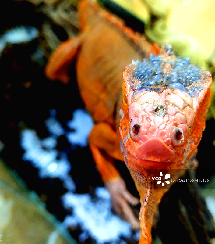 动物、宠物、鬣蜥、大马鬃蛇图片素材