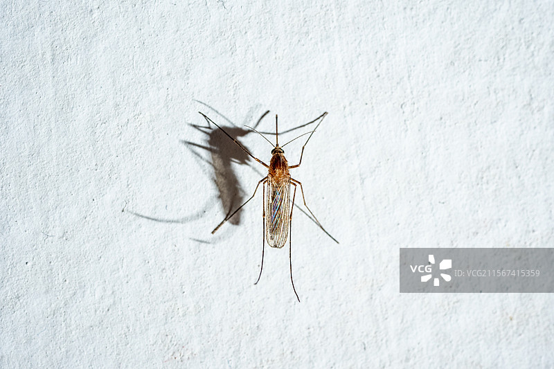 蚊子害虫特写，身体呈灰褐色、棕褐色或黑色，是传播各类病毒的载体图片素材