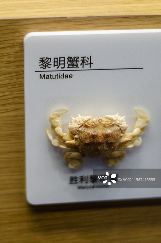 胜利黎明蟹标本展示图片素材