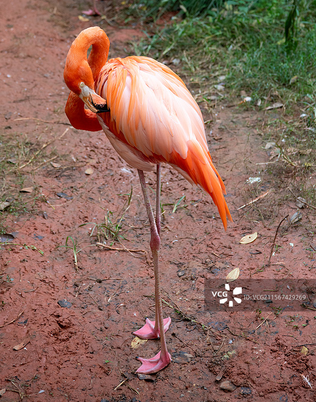 火烈鸟的优雅身姿图片素材