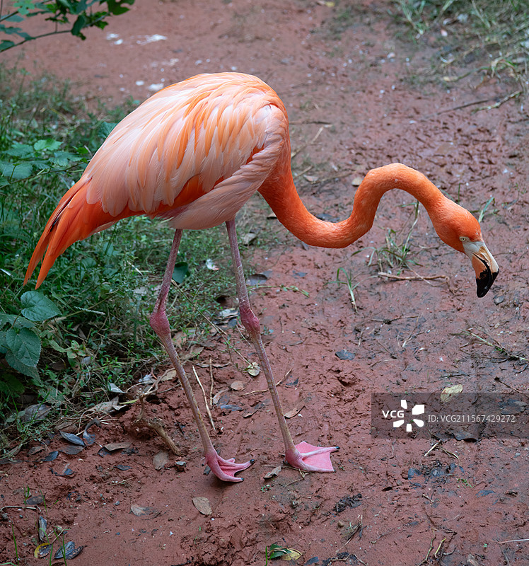 火烈鸟的优雅身姿图片素材