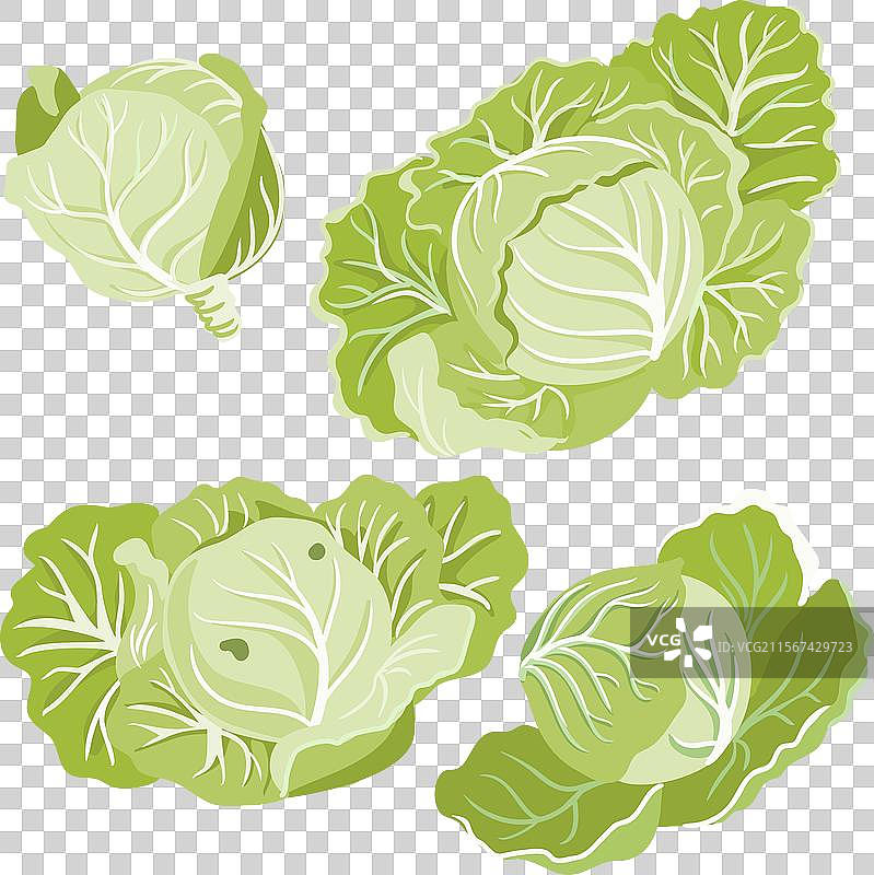 绘制卷心菜图片素材