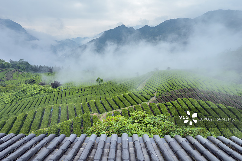 湖北恩施初夏的恩施玉露茶园雨后清新如画图片素材