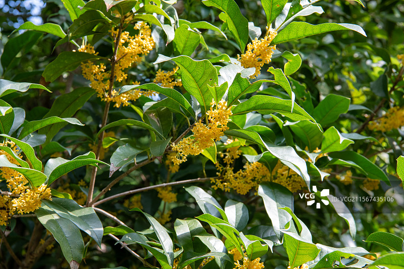 秋日桂花绽放美景图片素材