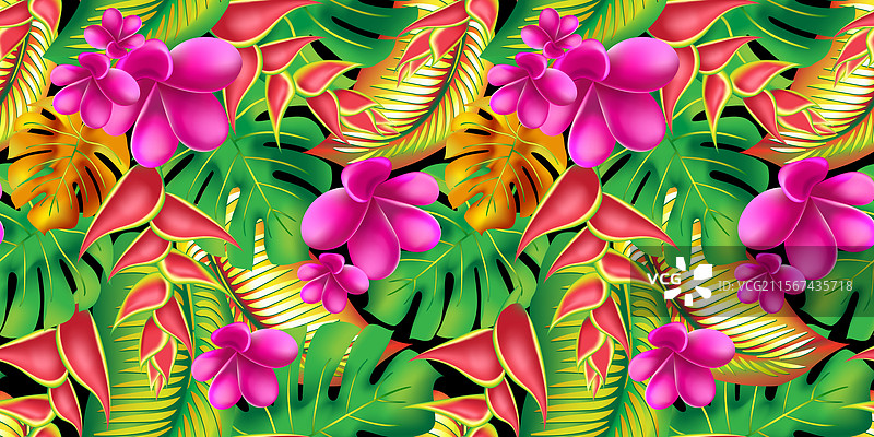 棕榈怪兽叶与木槿花和粉色图片素材