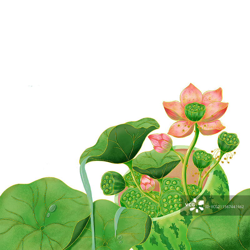 莲花插画图片素材