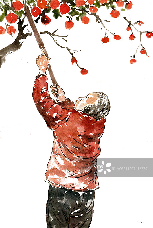 打柿子的老人图片素材