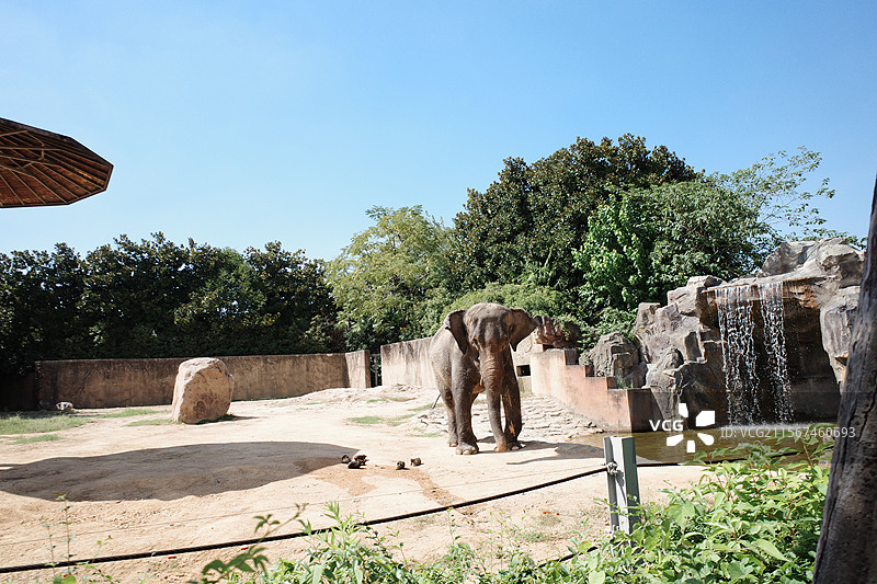 杭州野生动物世界的大象图片素材